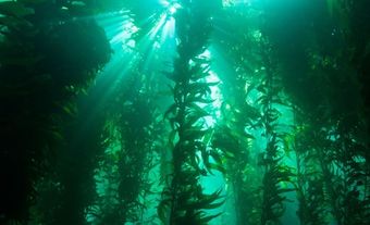 Underwater kelp forest.