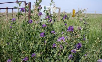 Alfalfa, sweet clover and red and alsike clovers are introduced forage legumes used widely for hay and green manure.
