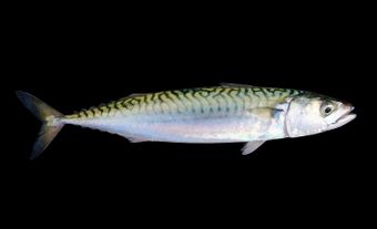 Mackerel fish.