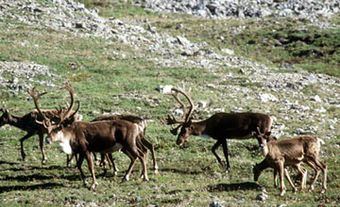 Vuntut National Park