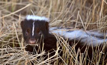 Skunk