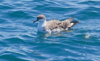 Greater Shearwater