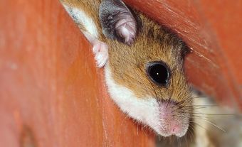 Deer Mouse