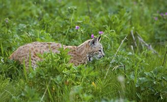 Bobcat