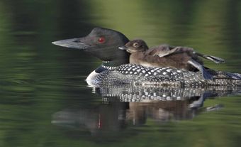 Baby Loon
