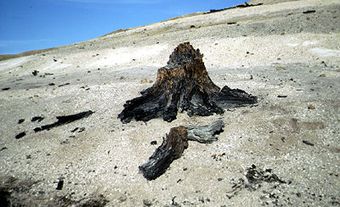 Forêt fossile