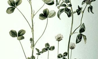 Clover