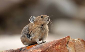 American Pika