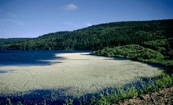 Reeser Lake