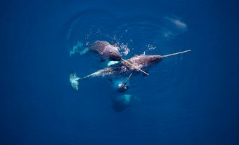 Narwhals gather to eat codfish in Nunavut. 