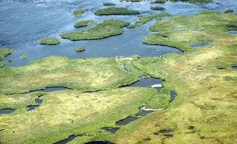 Marécages de la Baie d'Hudson