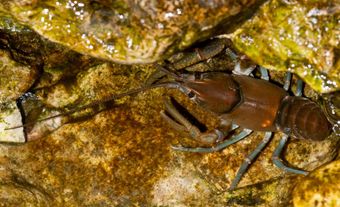 Crayfish