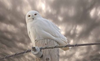 Snowy owl on post.