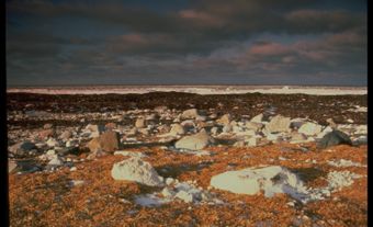 Toundra arctique