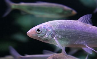 Whitefish