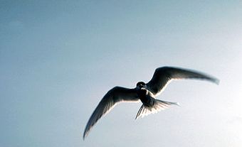 Arctic Tern