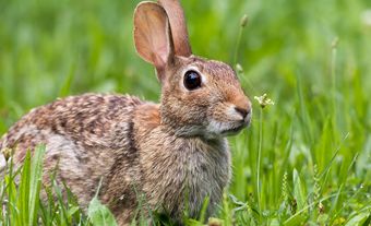 Lagomorpha