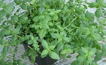 Mint in Pot