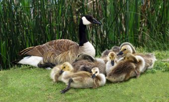 Canada Goose Family