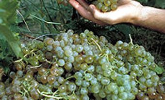 Grapes (V. vinifera)