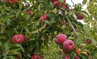 Cortland Apple