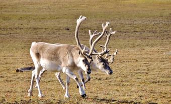 Peary caribou in Qausuittuq National Park