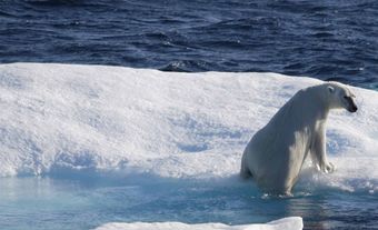 Polar bear on an ice floe in Nunavut.