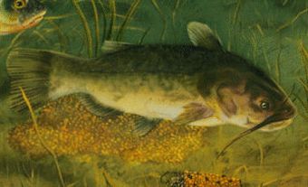 Catfish