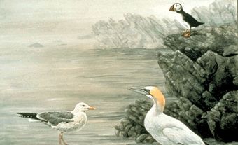 Oiseaux marins