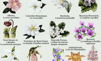 Provincial Floral Emblems