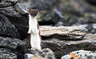 Least weasel (Mustela nivalis)