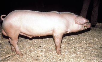 Lacombe Pig