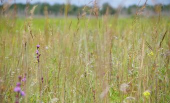 Tall-Grass Prairie Preserve