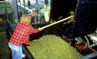 Pulling Grapes from Hopper