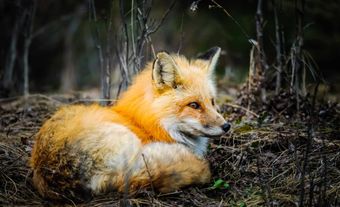 Red Fox