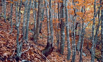 Forêt de hêtres