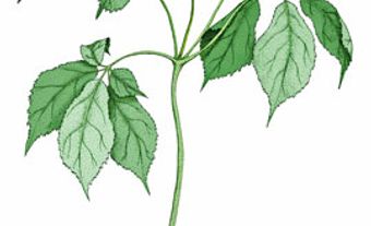 Canadian ginseng (Panax quinquefolius)