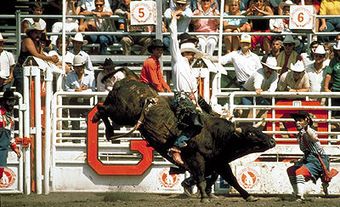 Bull Riding