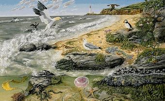 Atlantic Marine Ecosystem
