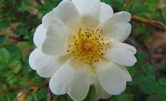 Rose « Orinda »