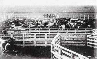 Ranch, 1904