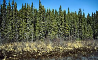 La forêt boréale dans le nord du Manitoba.
