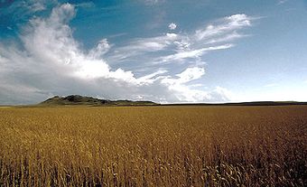 Grassland