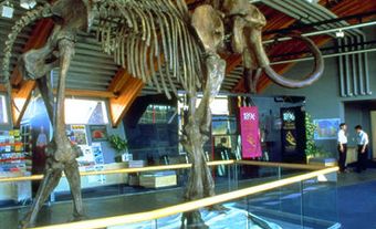 Squelette de mammouth