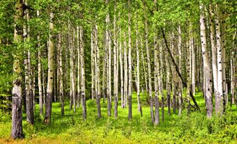 Bosquet de peupliers.