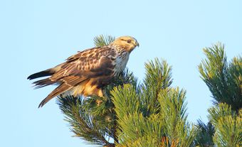 Oiseau de proie.