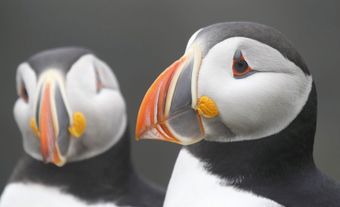Atlantic puffins  in Newfoundland, 2013. 