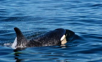 Killer Whale