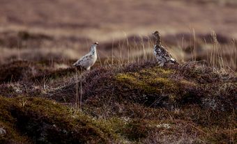 rock ptarmigan