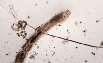 Nematoda